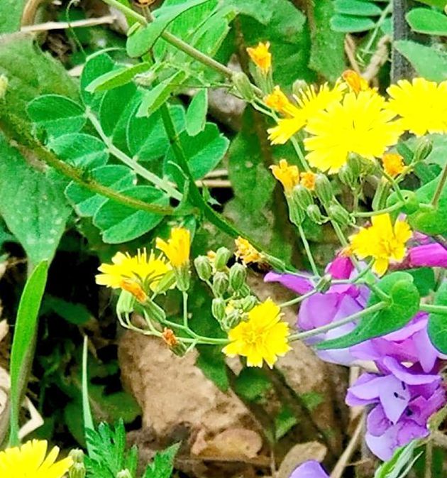 野花社区视频www