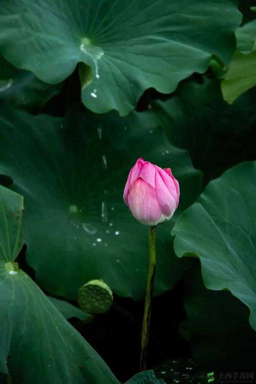 野花社区视频日本最新