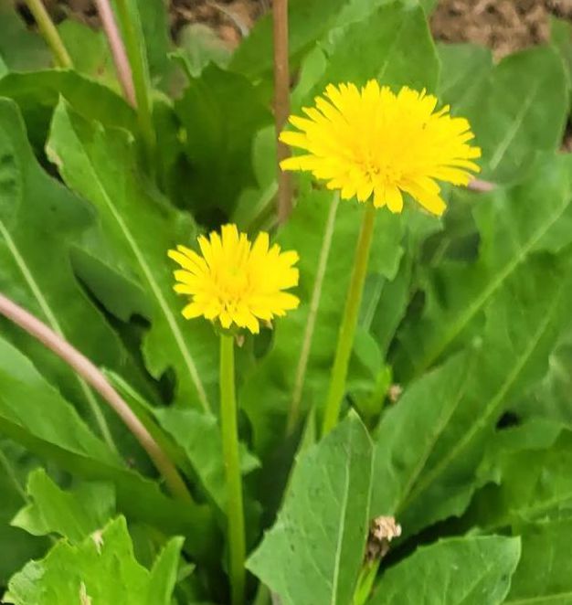 野花社区视频日本最新