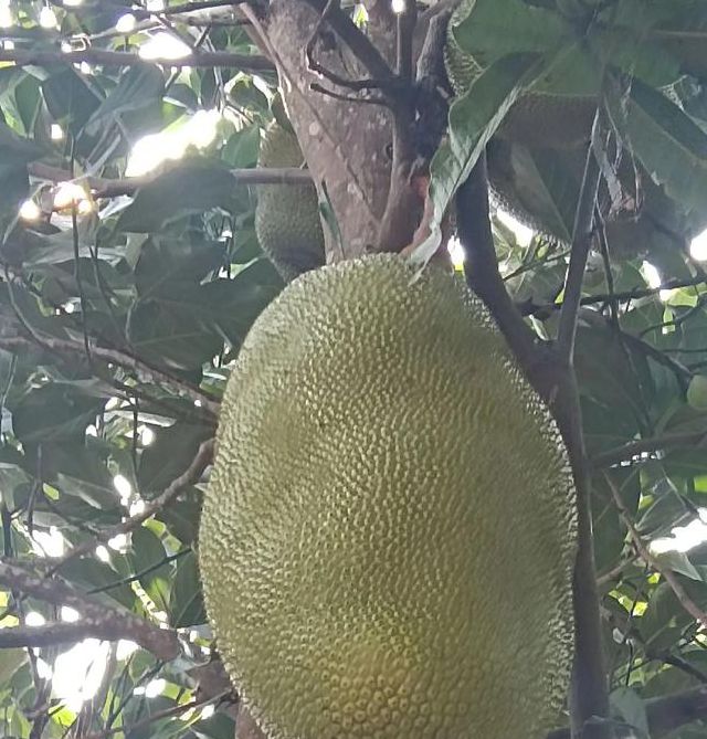 菠萝菠萝蜜视频在线播放www