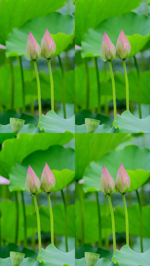 荷花视频在线网站播放