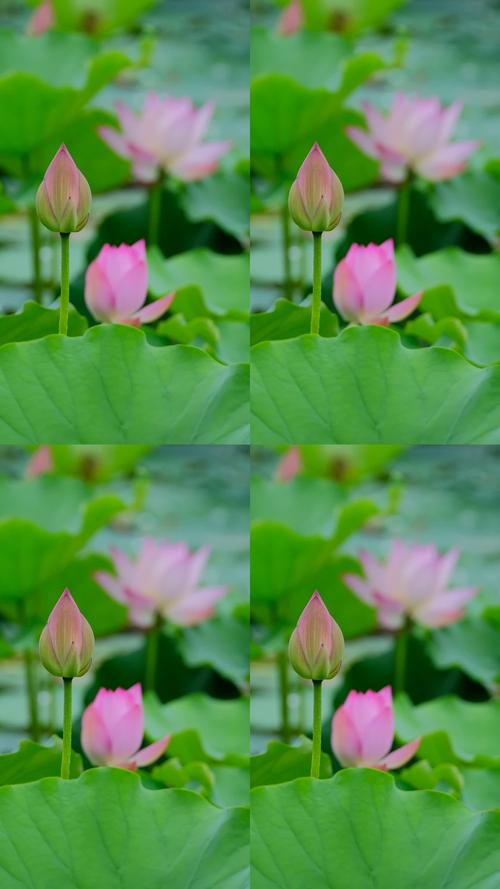 荷花视频在线网站播放