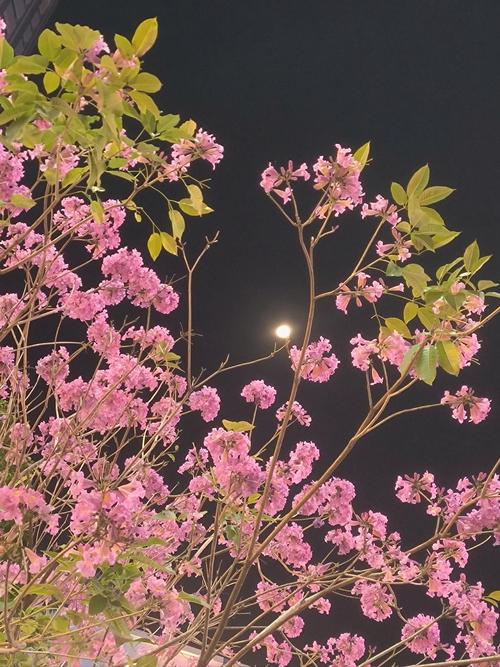 花季传媒(美好的夜晚)