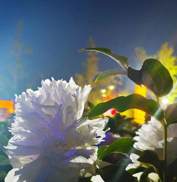 花季传媒(美好的夜晚)