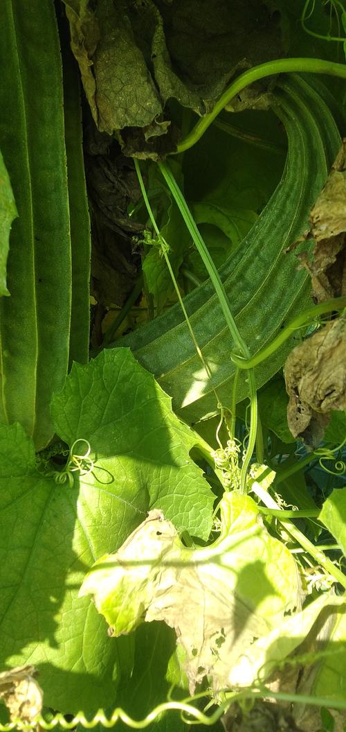 月亮视频海棠月亮丝瓜