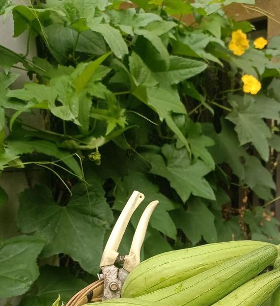 月亮视频海棠月亮丝瓜