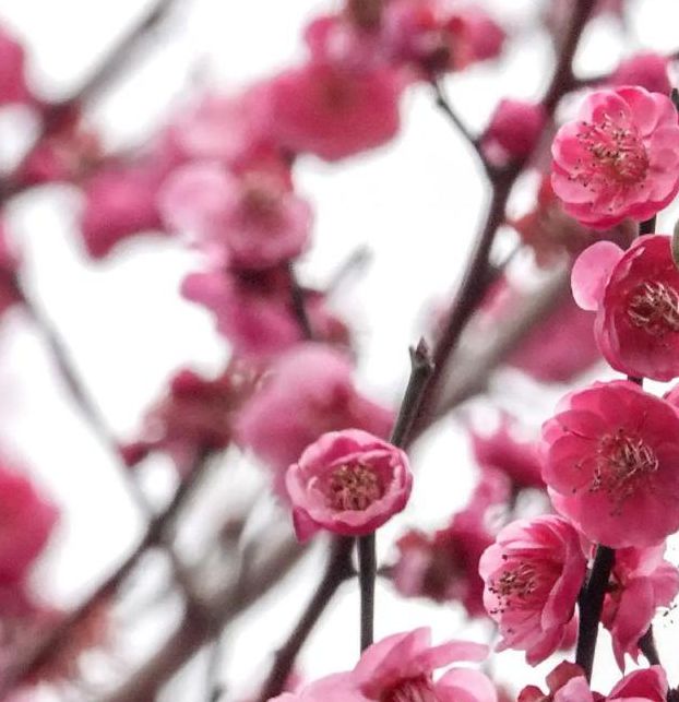 梅花视频不限次数看