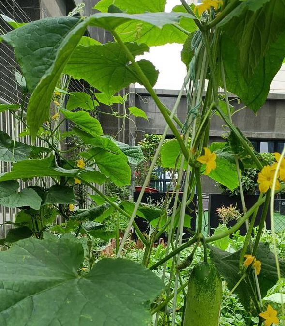 丝瓜黄瓜秋葵草莓香蕉鸭脖无限看