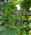 丝瓜黄瓜秋葵草莓香蕉鸭脖无限看