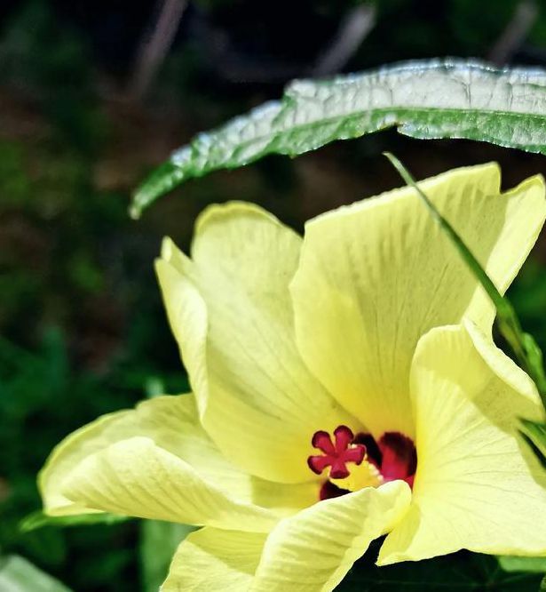 秋葵小蝌蚪榴莲富二代18岁免费版