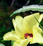 秋葵小蝌蚪榴莲富二代18岁免费版