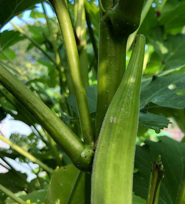 秋葵小蝌蚪榴莲富二代18岁免费版