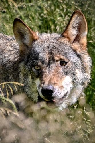 灰狼视频一天5次