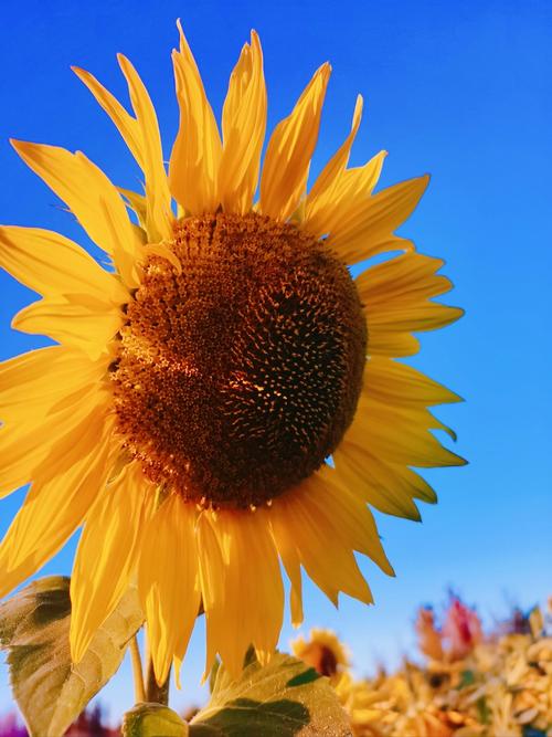 绿巨人秋葵视频