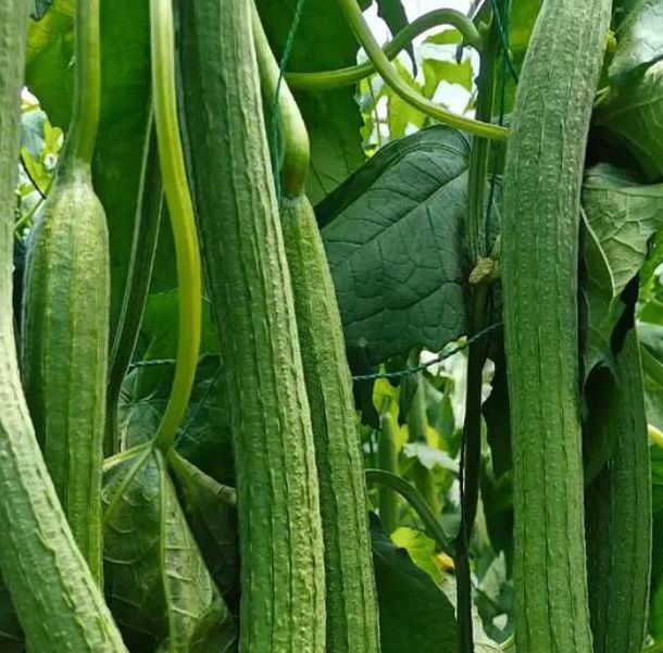 小猪草莓丝瓜深夜释放自己无限看