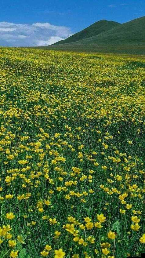 野花社区免费观看在线视频