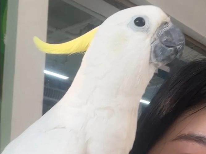 向日葵富二代鸭脖无限观看免费版