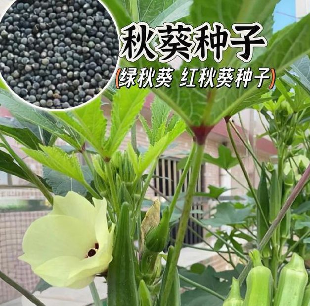 1688秋葵女人美容院最新版