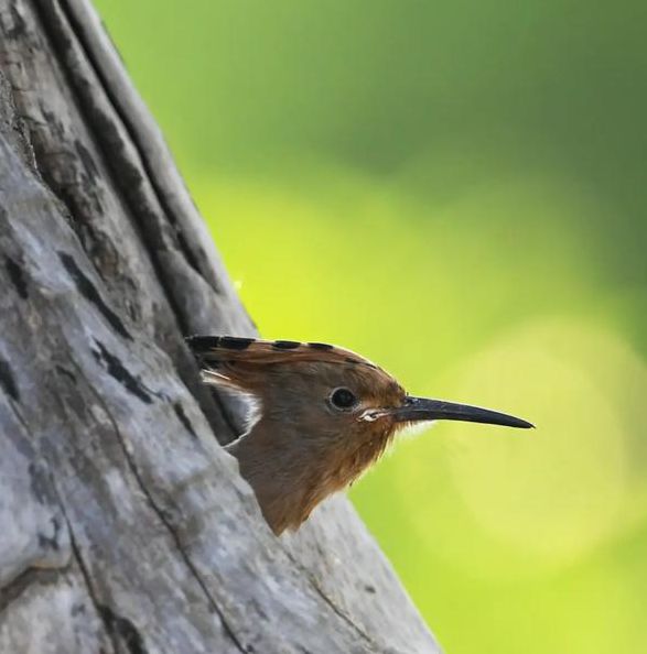 国富产二代小鸟视频