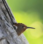 国富产二代小鸟视频