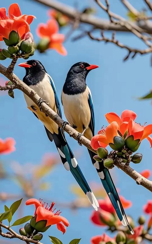 国富产二代小鸟视频