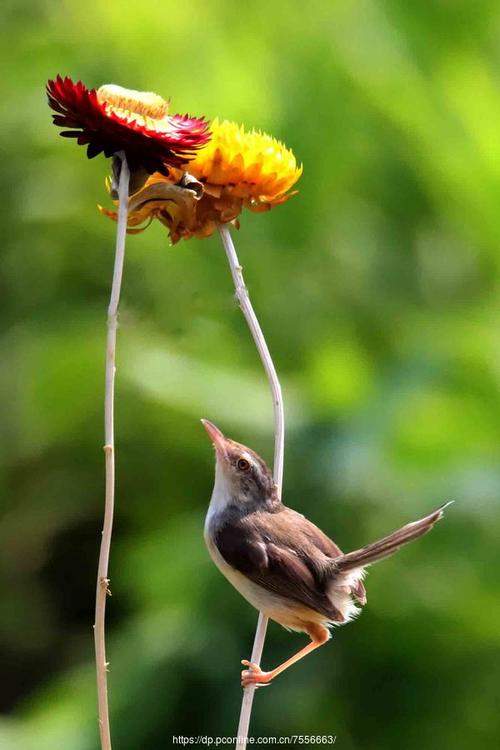 国富产二代小鸟视频