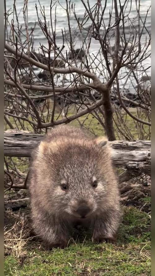 袋熊视频无限制下载