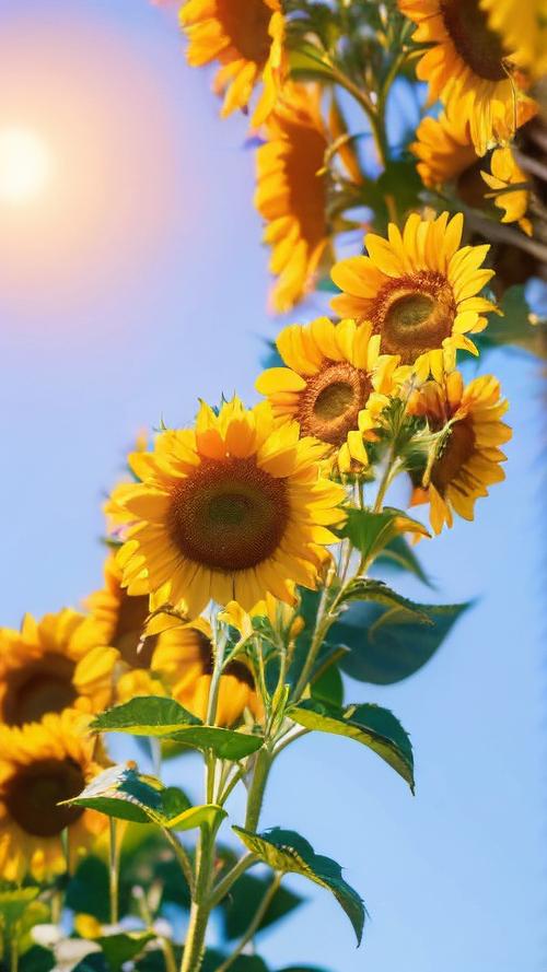 向日葵无限破解免费下载免费版