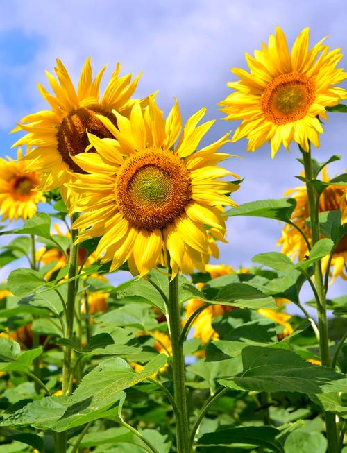 向日葵无限破解免费下载免费版