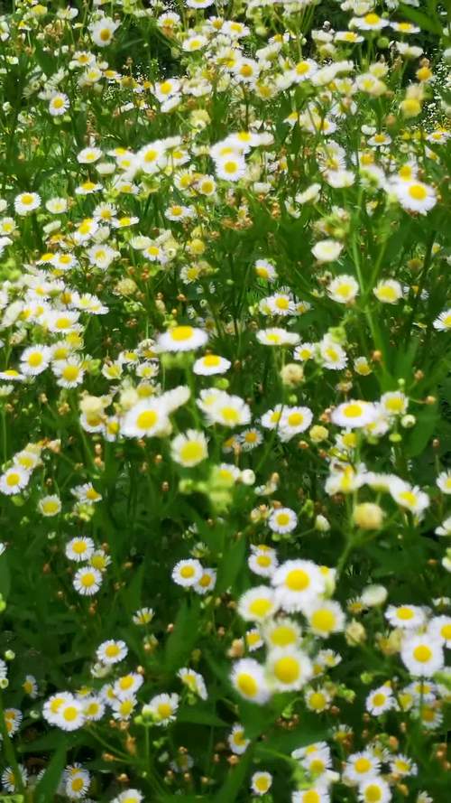 野花视频免费观看2019