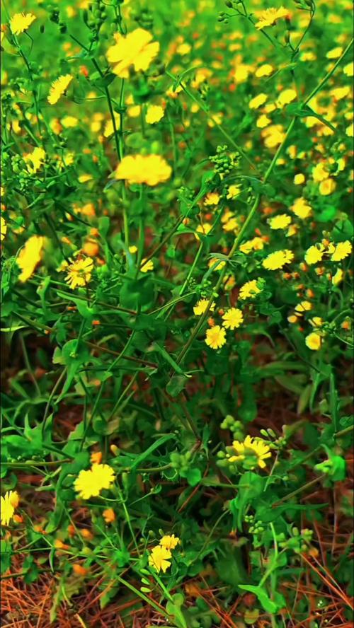 野花视频免费观看2019