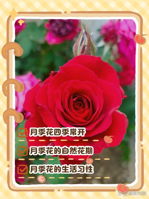 花季3.101最新版