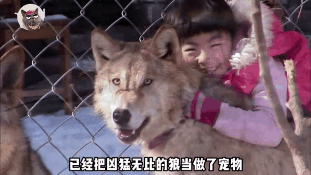 狼群社区视频v2.1.7