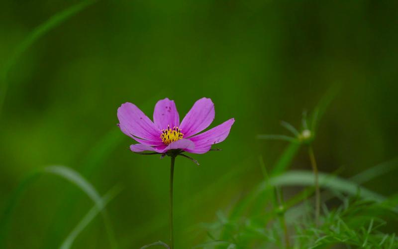 野花视频大全免费观看3无删减版