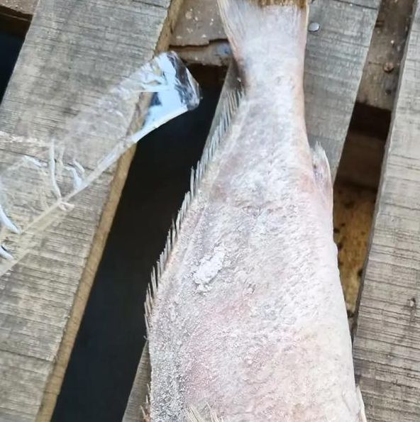 黄鱼视频(力荐年满十八岁)