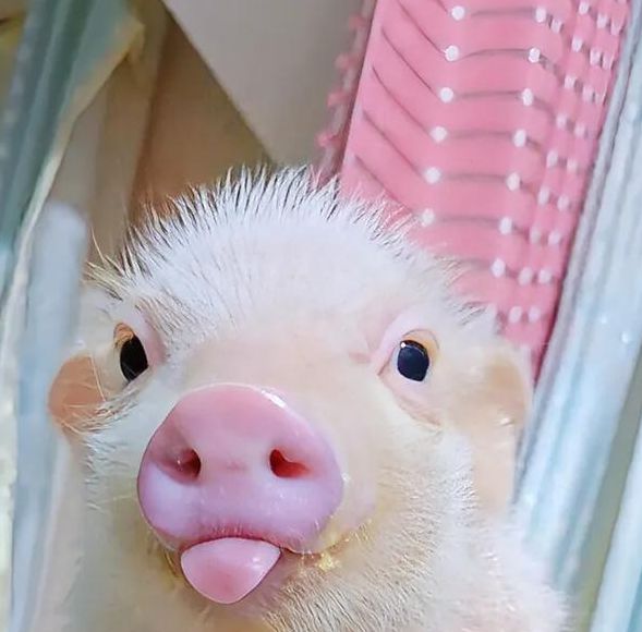 小猪视频1.2.0无限版