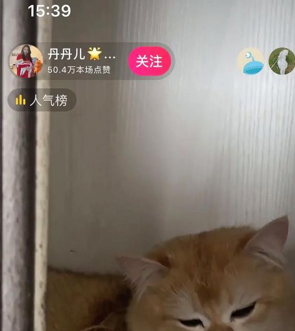 猫咪私人直播间