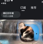 猫咪私人直播间