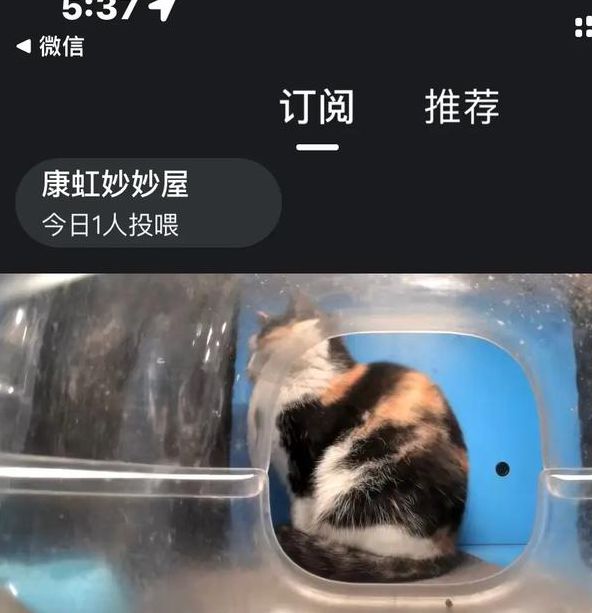 猫咪私人直播间