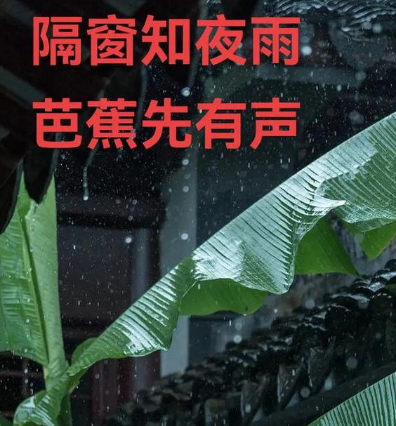 芭蕉视频个人视频2.1