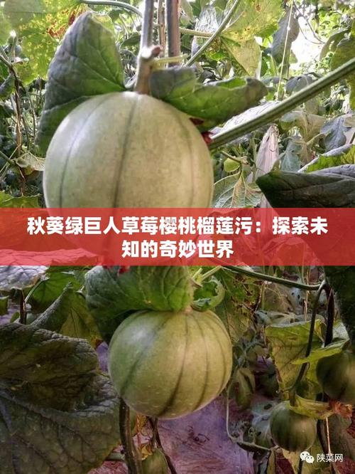 绿巨人草莓榴莲香蕉秋葵免费版