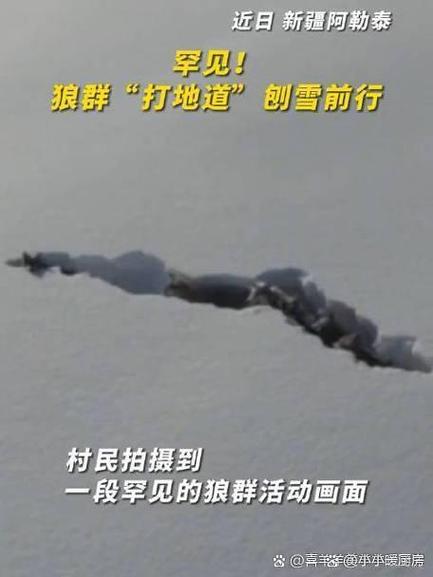 狼群社区免费观看完整版