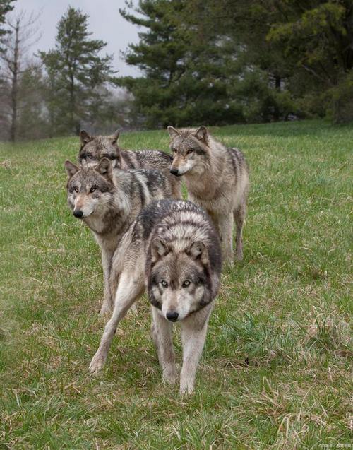 狼群社区免费观看完整版