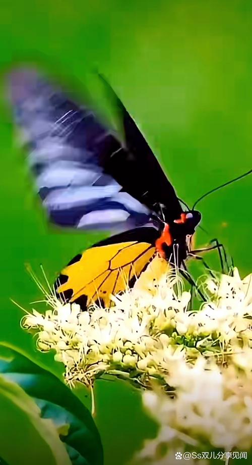 花蝴蝶恋花直播