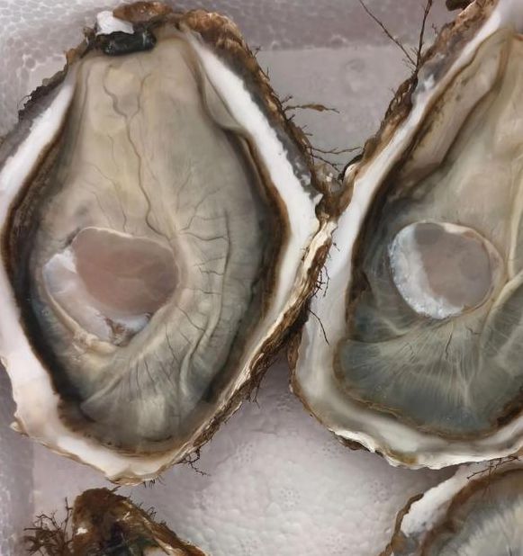 生蚝视频普通下载