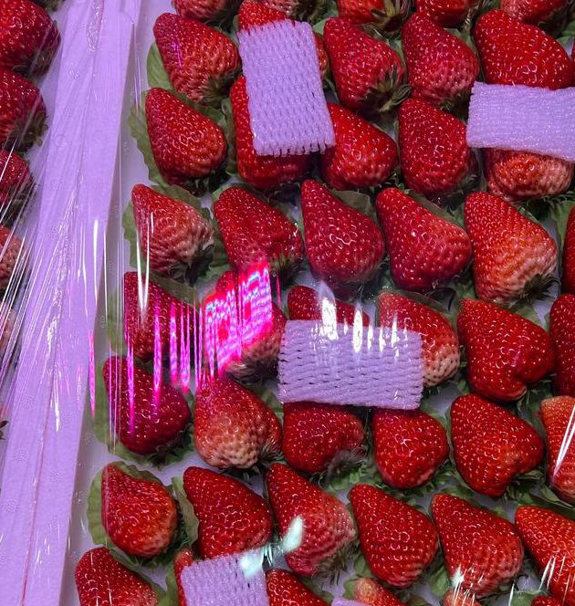 草莓带你内外一个世界