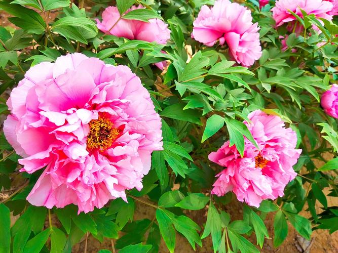 国色天香社区视频