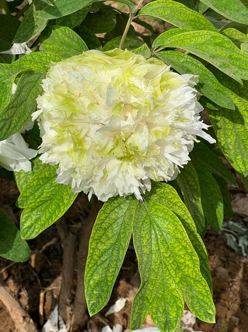 国色天香社区视频