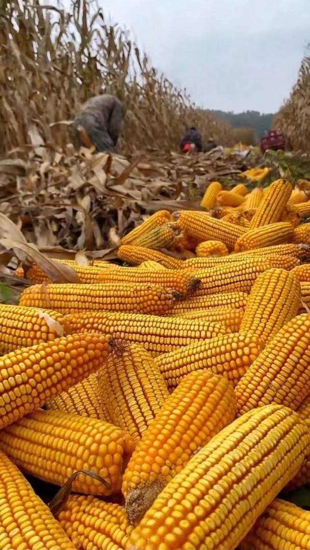 玉米视频成人免费看