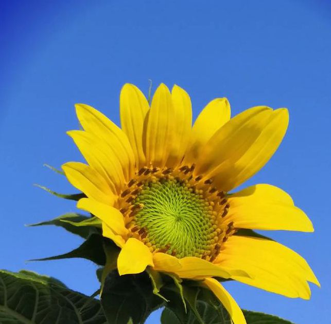 向日葵combo2.0深夜释放自己无限制